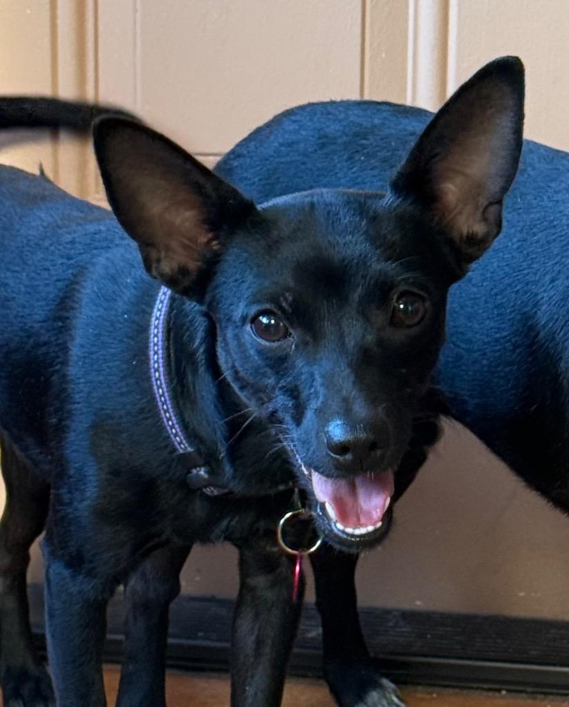 Enlarge Jaden, a Adoptable mixed breed in Junction, TX image 3/5