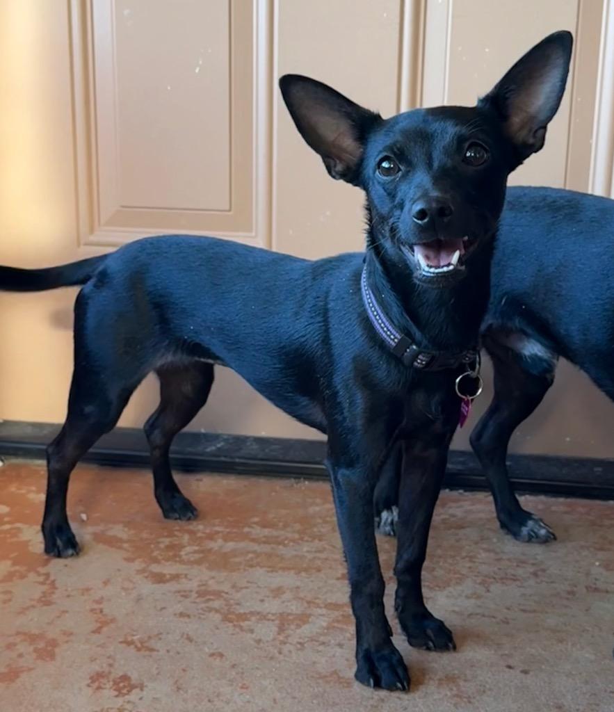 Enlarge Jaden, a Adoptable mixed breed in Junction, TX image 4/5