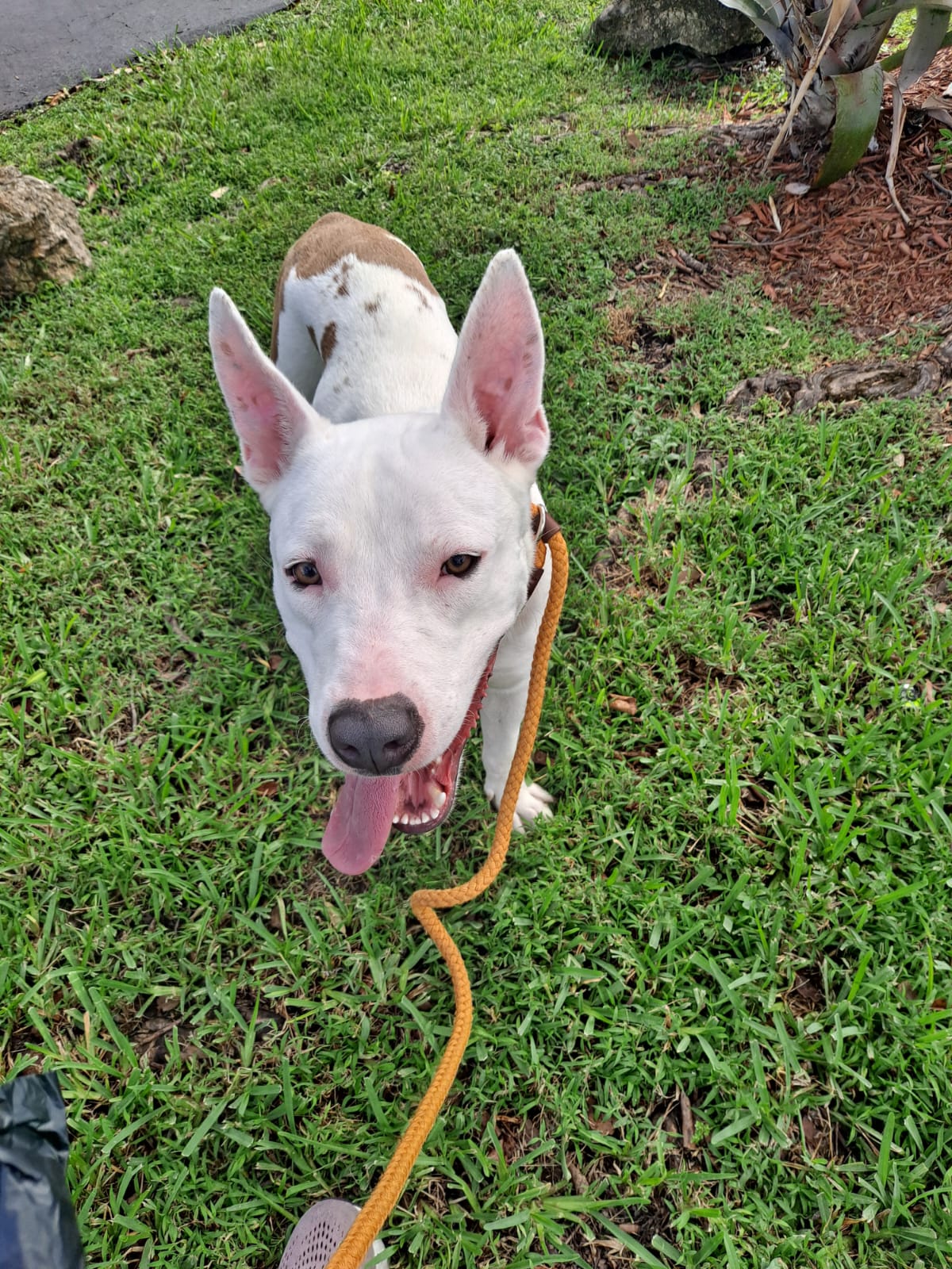 Enlarge Tanner, a Adopted mixed breed in Pembroke Pines, FL image 4/6