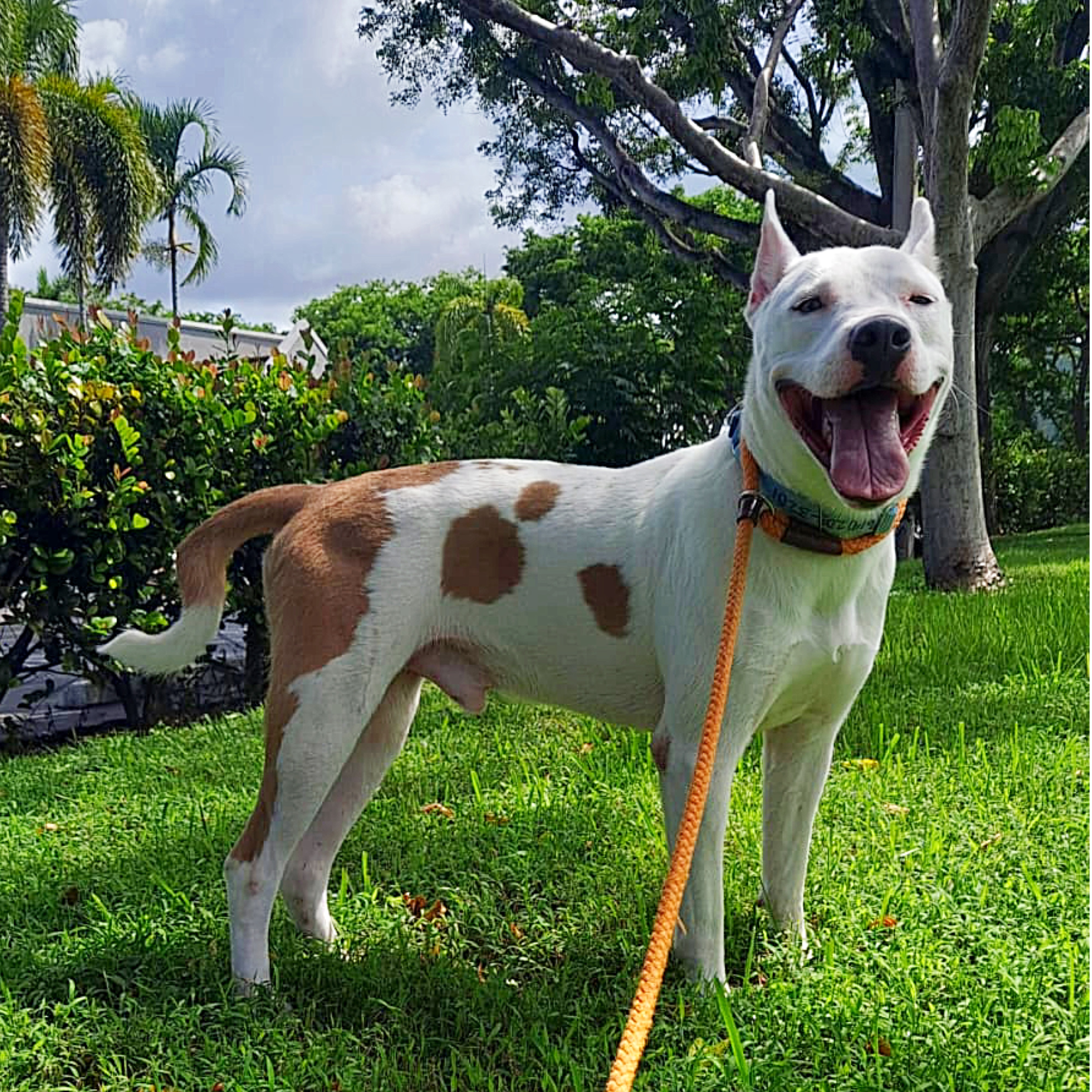 Tanner, Adopted, Young Male Bull Terrier & American Bulldog.