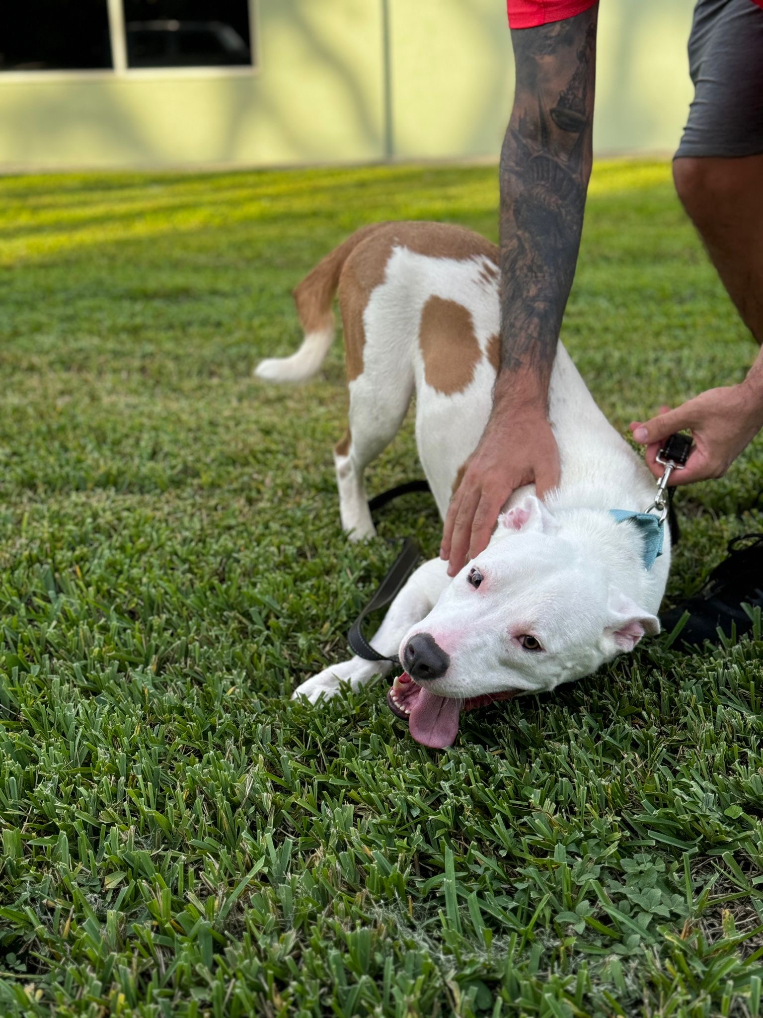 Enlarge Tanner, a Adopted mixed breed in Pembroke Pines, FL image 6/6