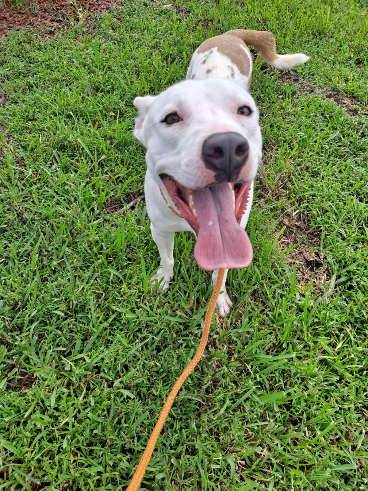 Enlarge Tanner, a Adopted mixed breed in Pembroke Pines, FL image 5/6