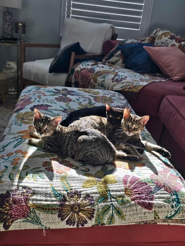 Stella, Adoptable, Kitten Female Domestic Short Hair.