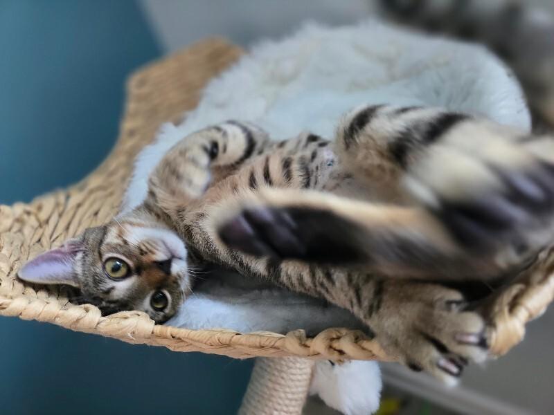 Enlarge Stella, a Adoptable Domestic Short Hair in Colmar, PA image 2/5