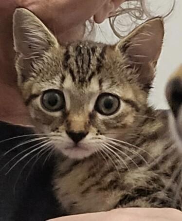 Enlarge Stella, a Adoptable Domestic Short Hair in Colmar, PA image 3/5