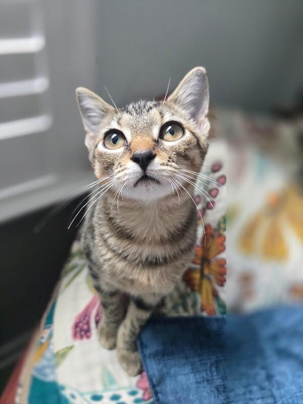 Enlarge Stella, a Adoptable Domestic Short Hair in Colmar, PA image 4/5