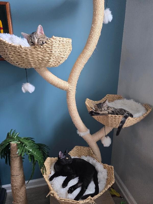Enlarge Stella, a Adoptable Domestic Short Hair in Colmar, PA image 5/5
