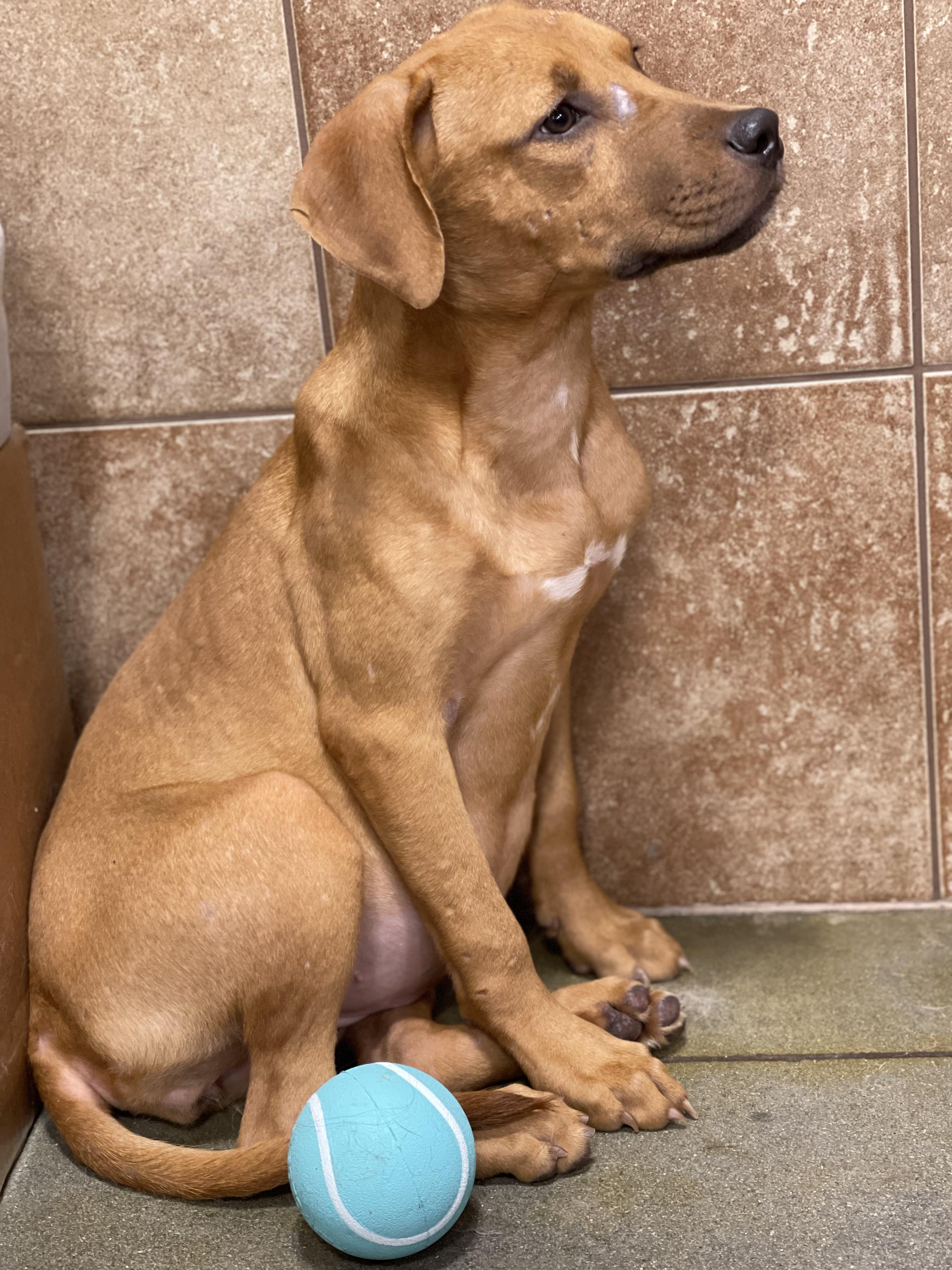 Sakura, ADOPTABLE, Puppy Female Labrador Retriever & American Staffordshire Terrier.