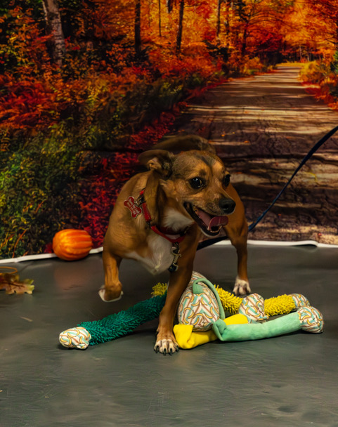 GUINNESS, a Adoptable mixed breed in Phoenix, AZ image 2/3