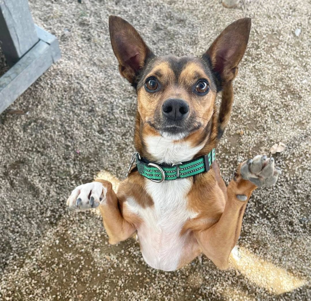 GUINNESS, a Adoptable mixed breed in Phoenix, AZ image 1/3