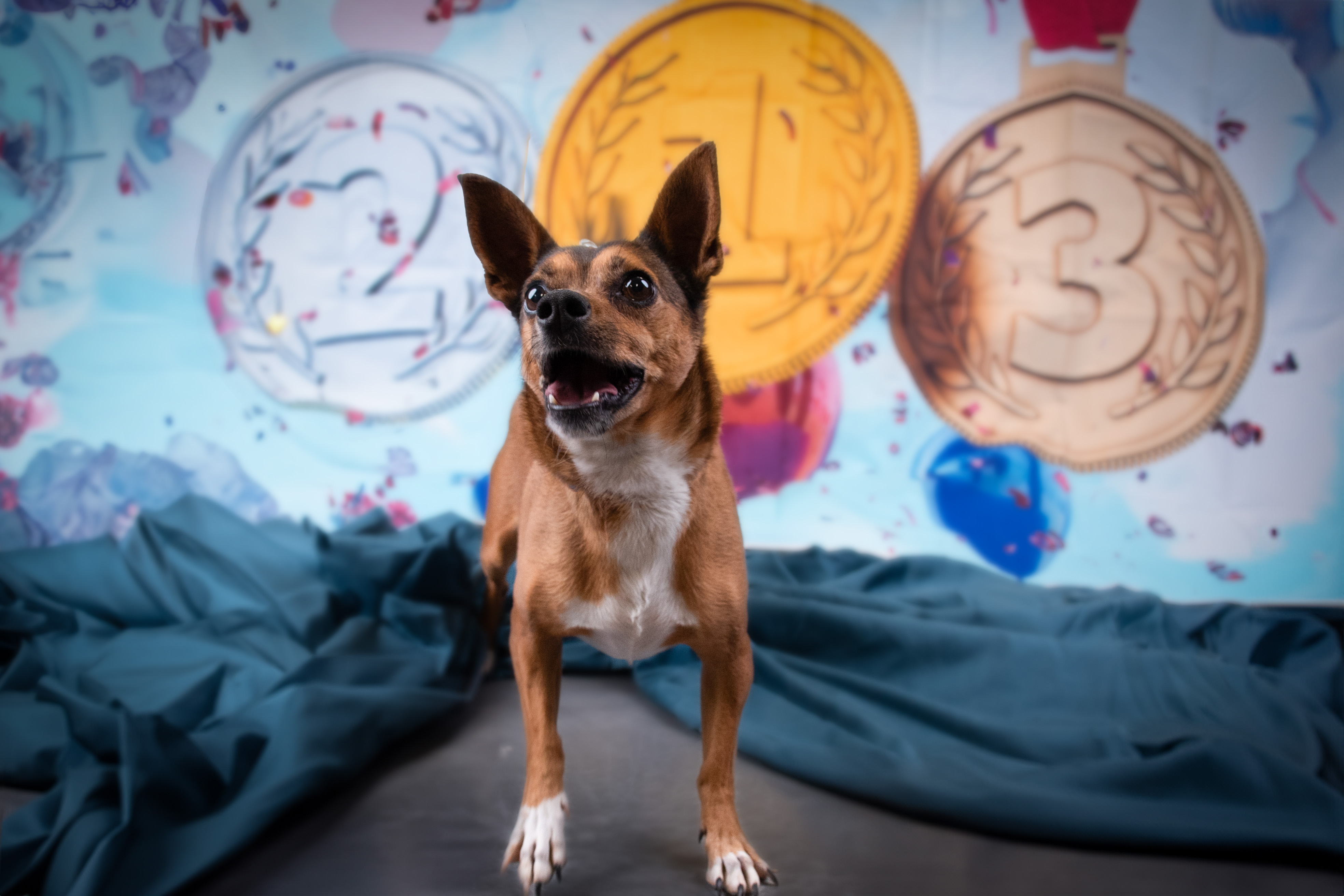 GUINNESS, a Adoptable mixed breed in Phoenix, AZ image 3/3