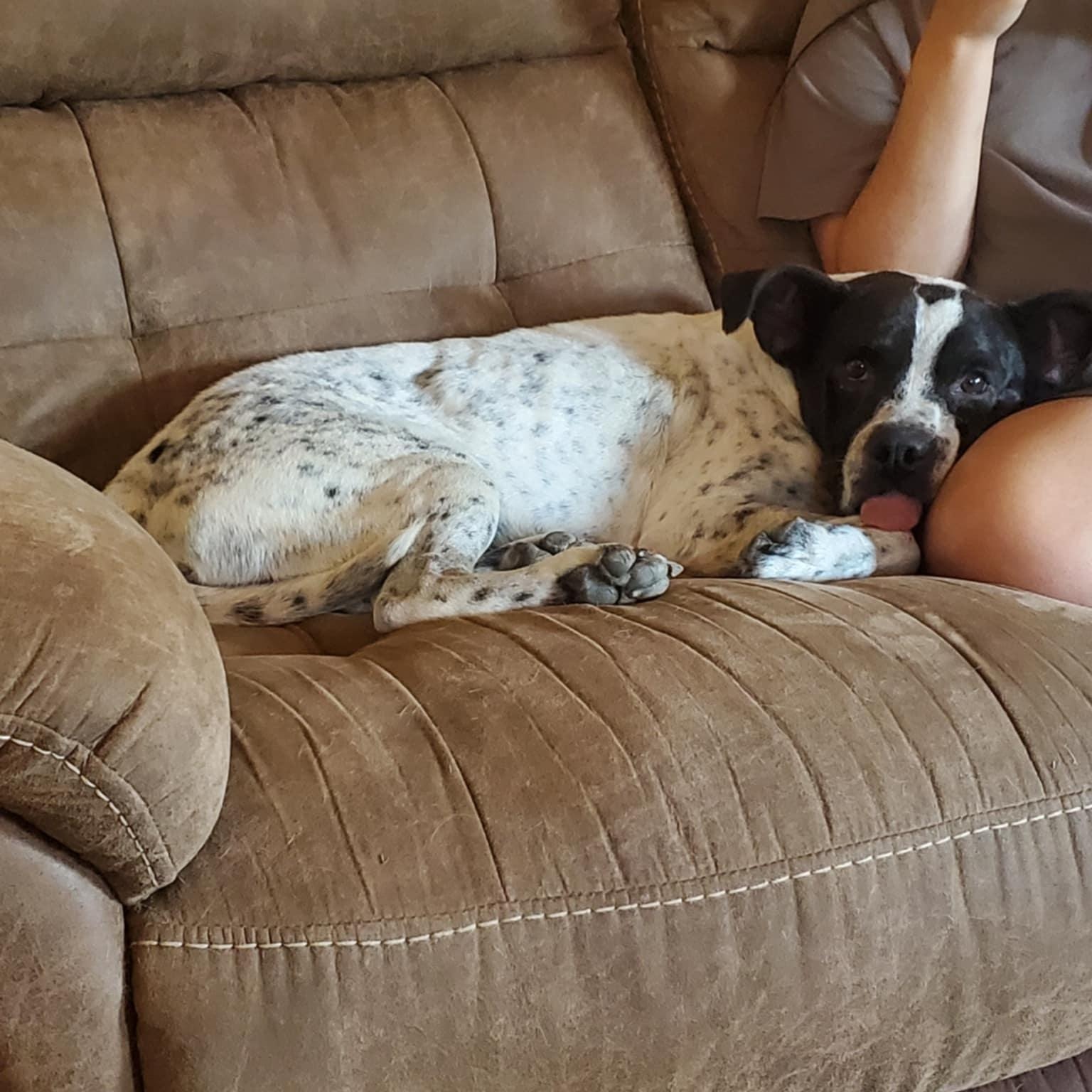 Milo, a Adoptable mixed breed in Boise, ID image 6/6