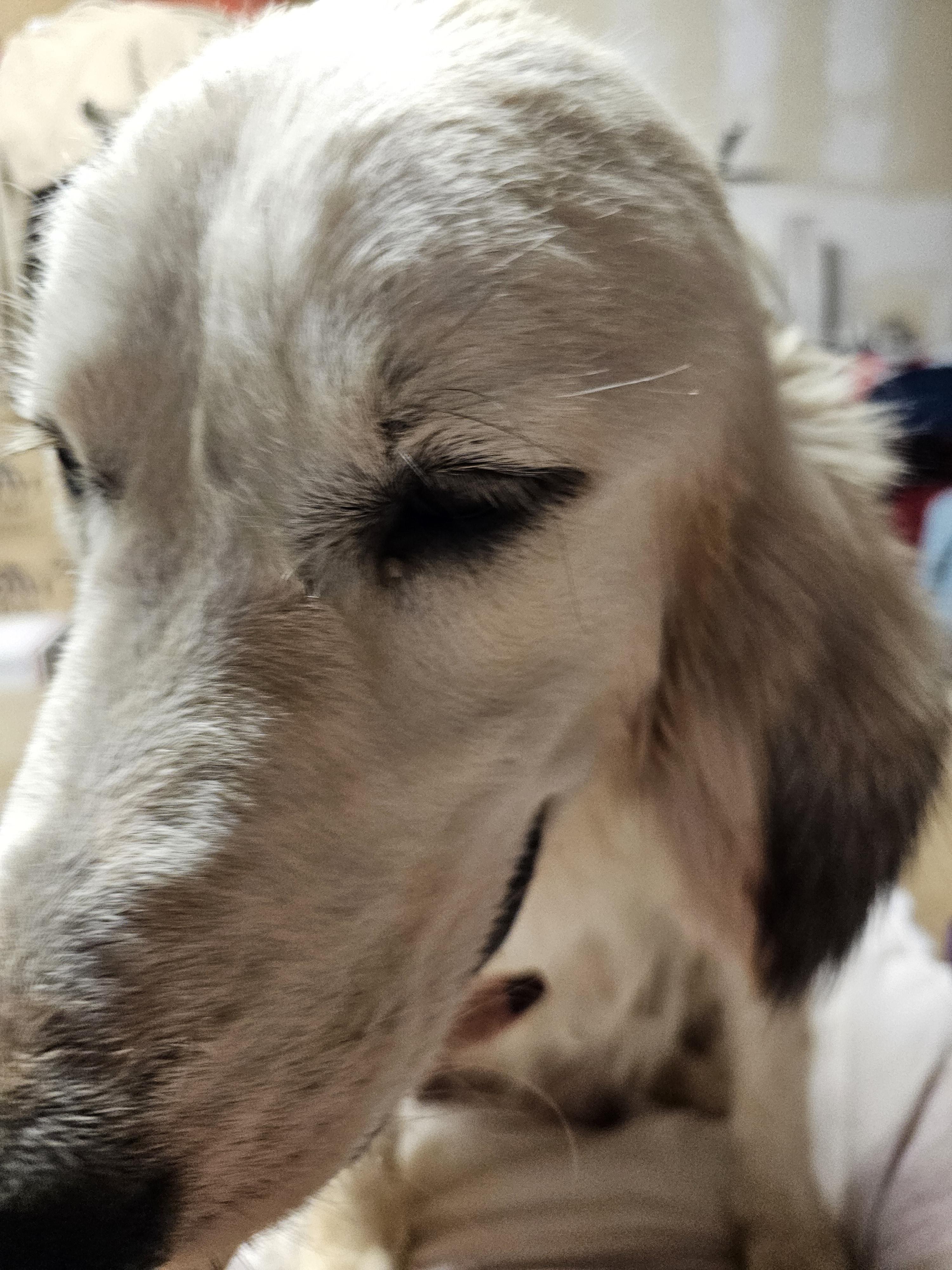 Enlarge WINNIE, a ADOPTABLE Great Pyrenees in Clovis, NM image 2/5