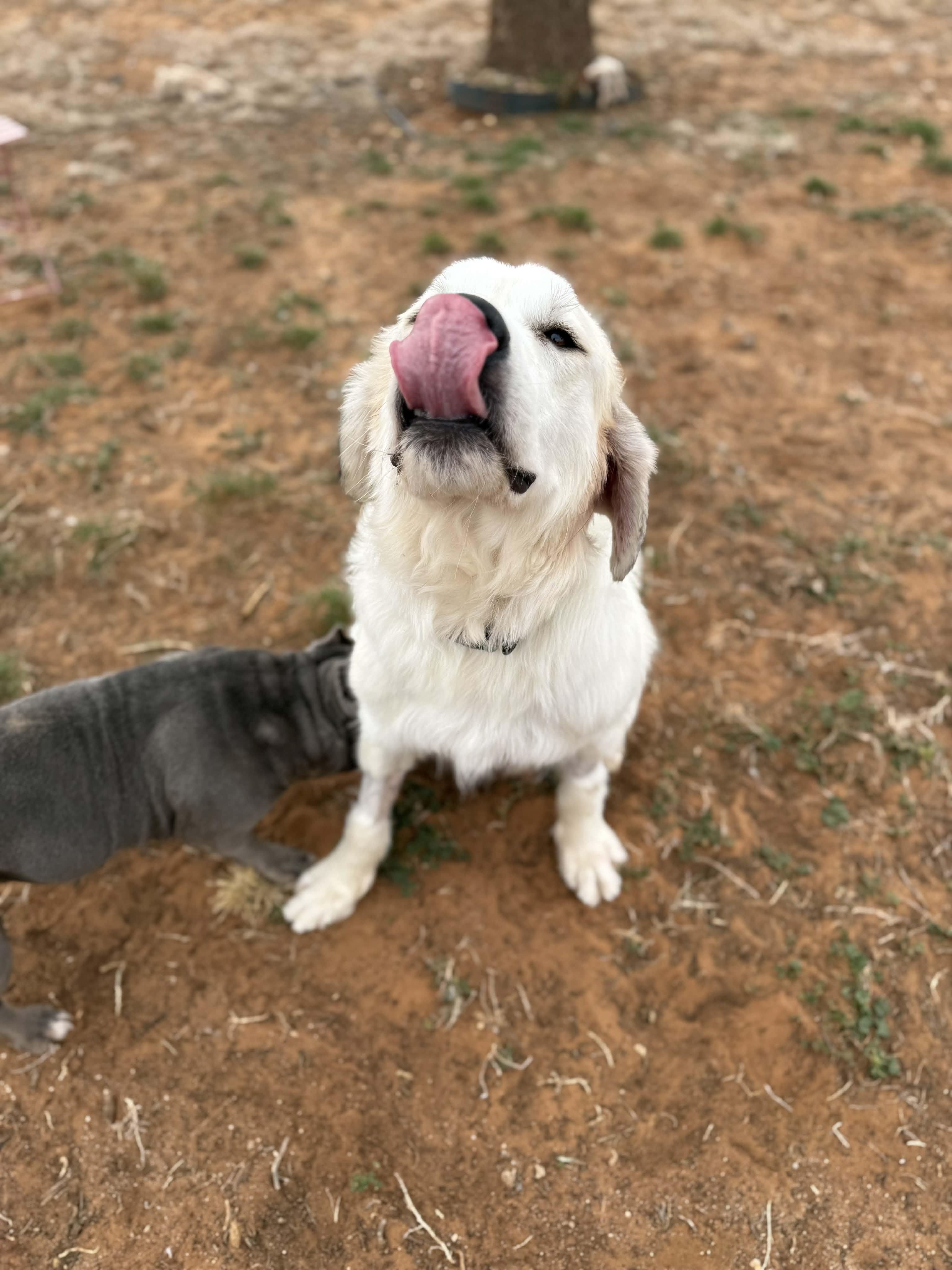 Enlarge WINNIE, a ADOPTABLE Great Pyrenees in Clovis, NM image 5/5