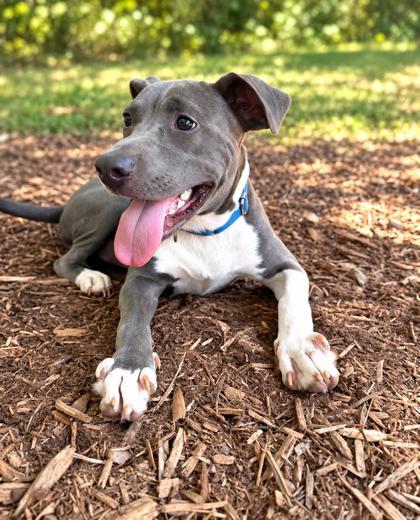 Enlarge Bulma, a Adoptable mixed breed in Cumming, GA image 1/3