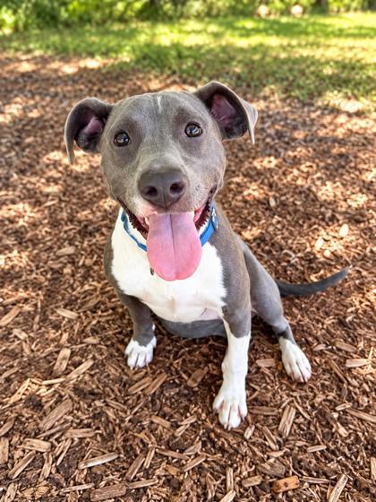 Enlarge Bulma, a Adoptable mixed breed in Cumming, GA image 2/3