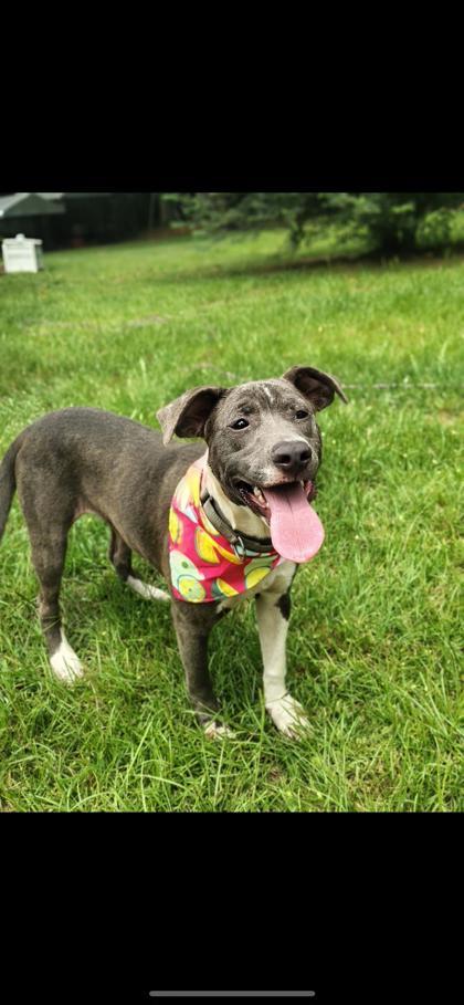 Enlarge Bulma, a Adoptable mixed breed in Cumming, GA image 3/3