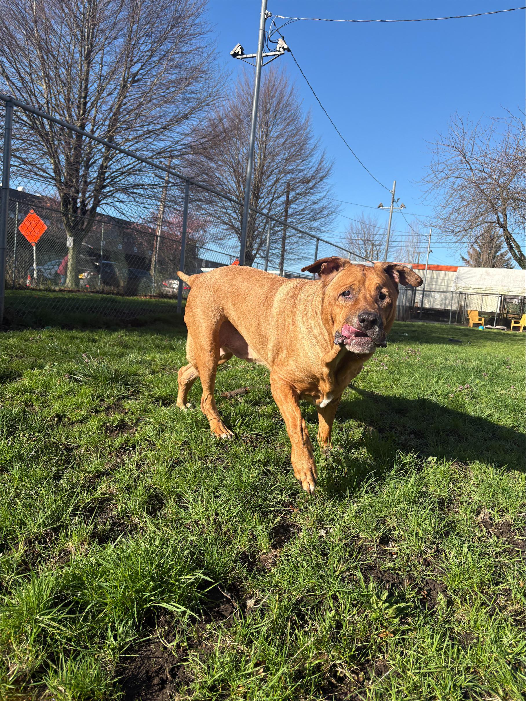 Zeus, a Adoptable mixed breed in Vancouver, BC image 3/4
