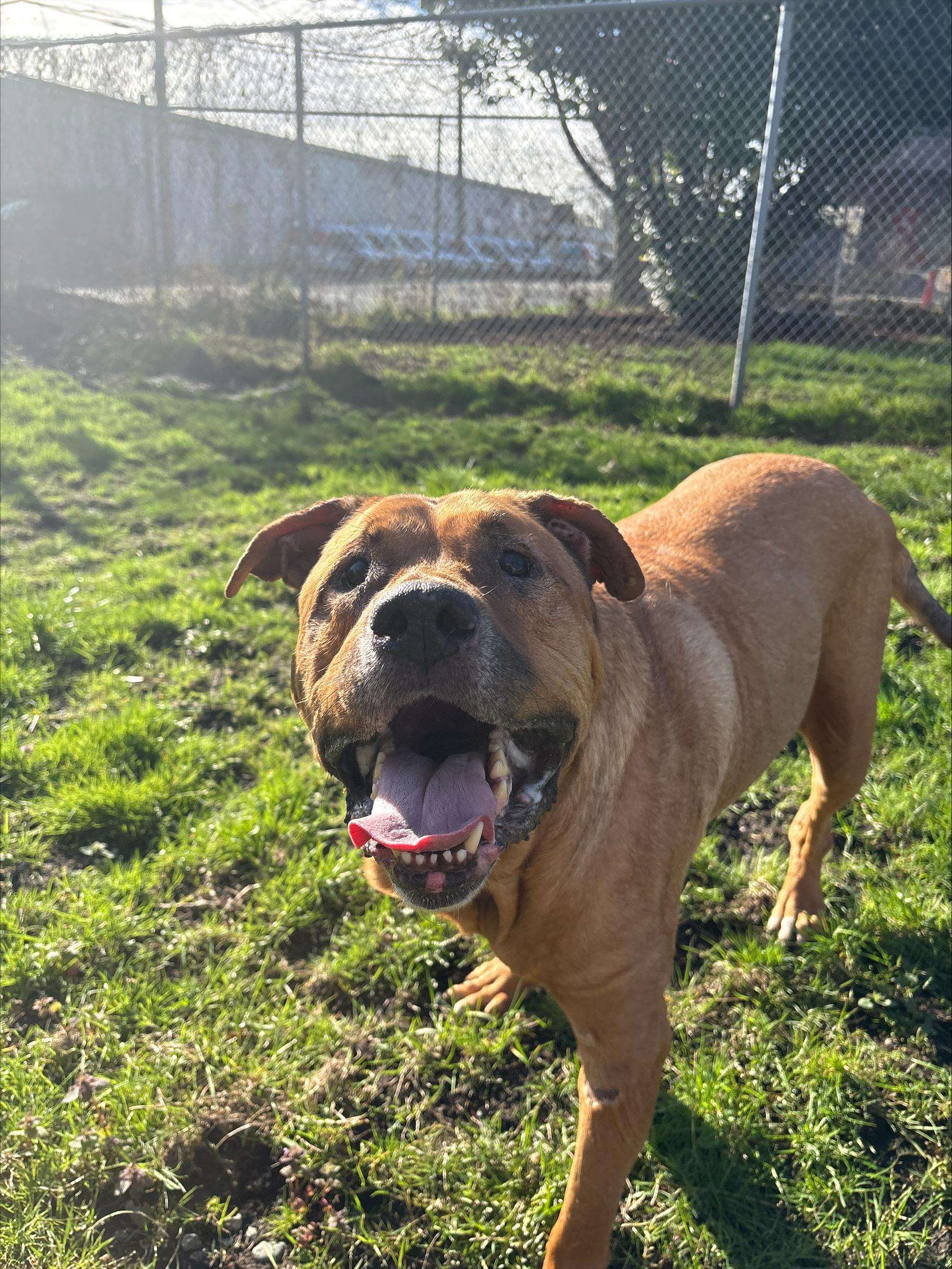 Zeus, a Adoptable mixed breed in Vancouver, BC image 2/4