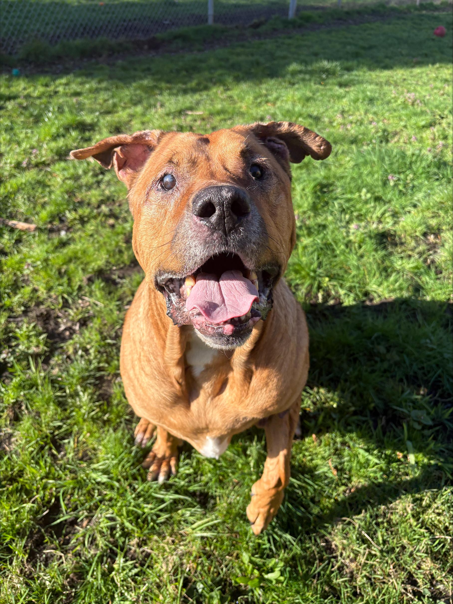 Zeus, Adoptable, Senior Male Bullmastiff.