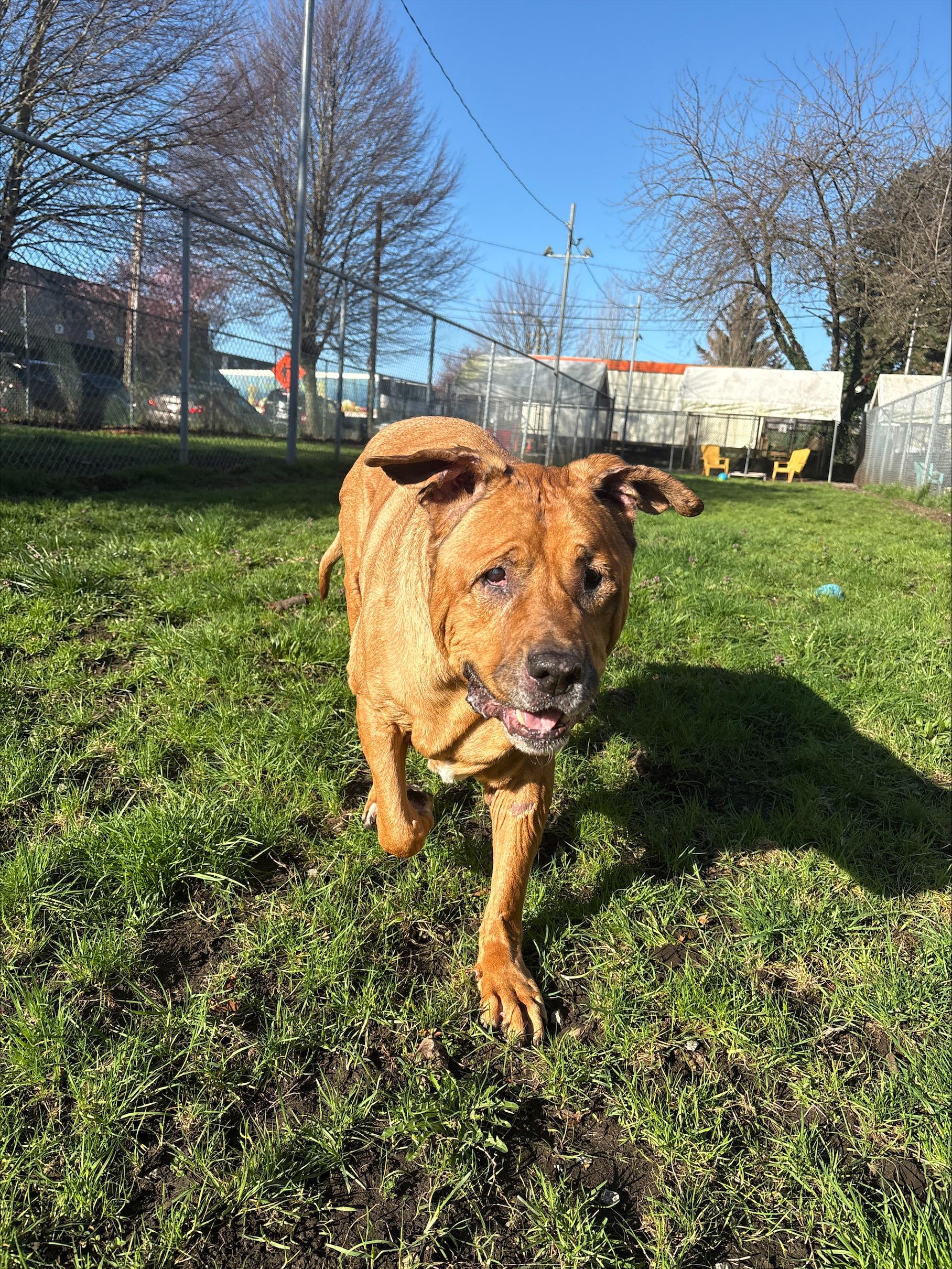 Zeus, a Adoptable mixed breed in Vancouver, BC image 4/4