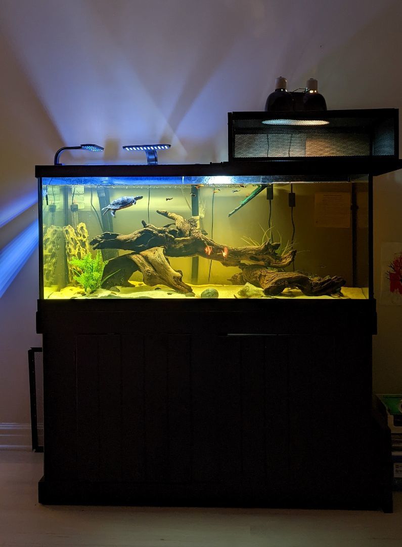 Fredrik A. Sideneck (Water Turtle), a Adoptable Turtle in Reston, VA image 1/3