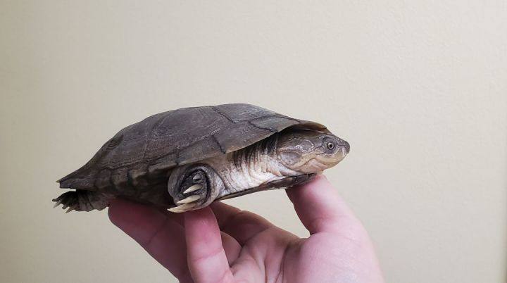 Fredrik A. Sideneck (Water Turtle), Adoptable, Young Male Turtle.