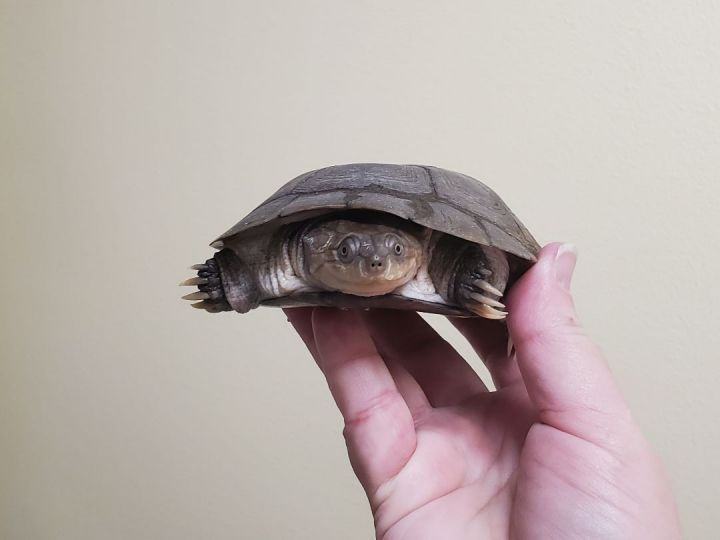 Fredrik A. Sideneck (Water Turtle), a Adoptable Turtle in Reston, VA image 3/3