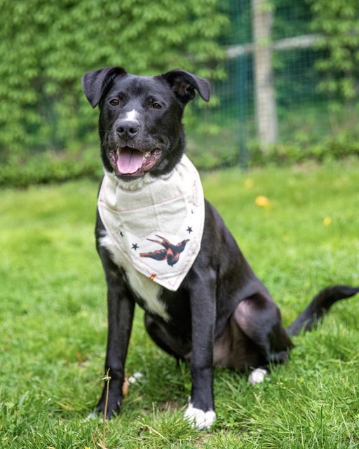 LUCKY, Adoptable, Young Male Labrador Retriever & Mixed Breed.