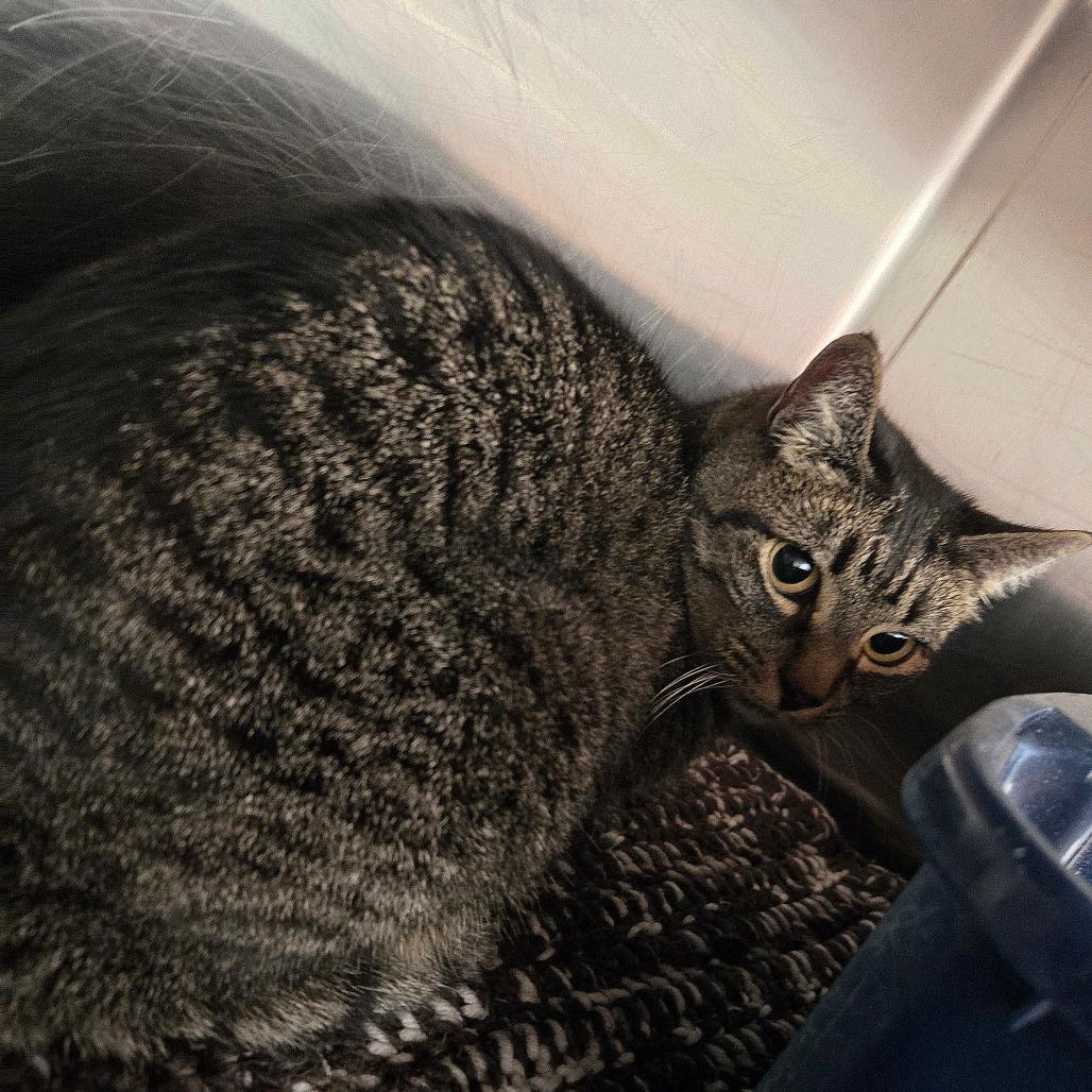 Baby, ADOPTABLE, Senior Female British Shorthair.