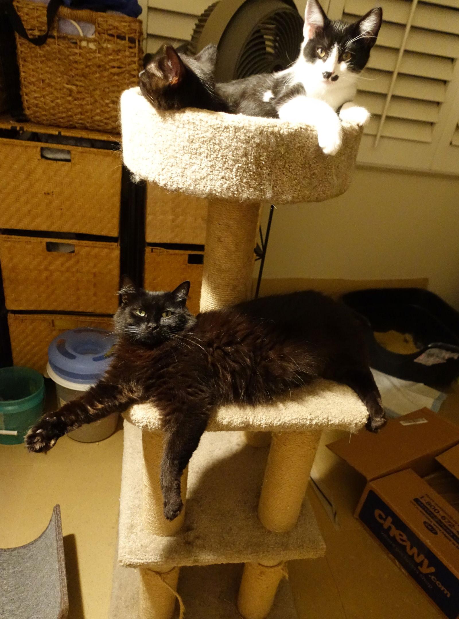 Adorable Kitten Family Ready For Adoption! — thumbnail 2