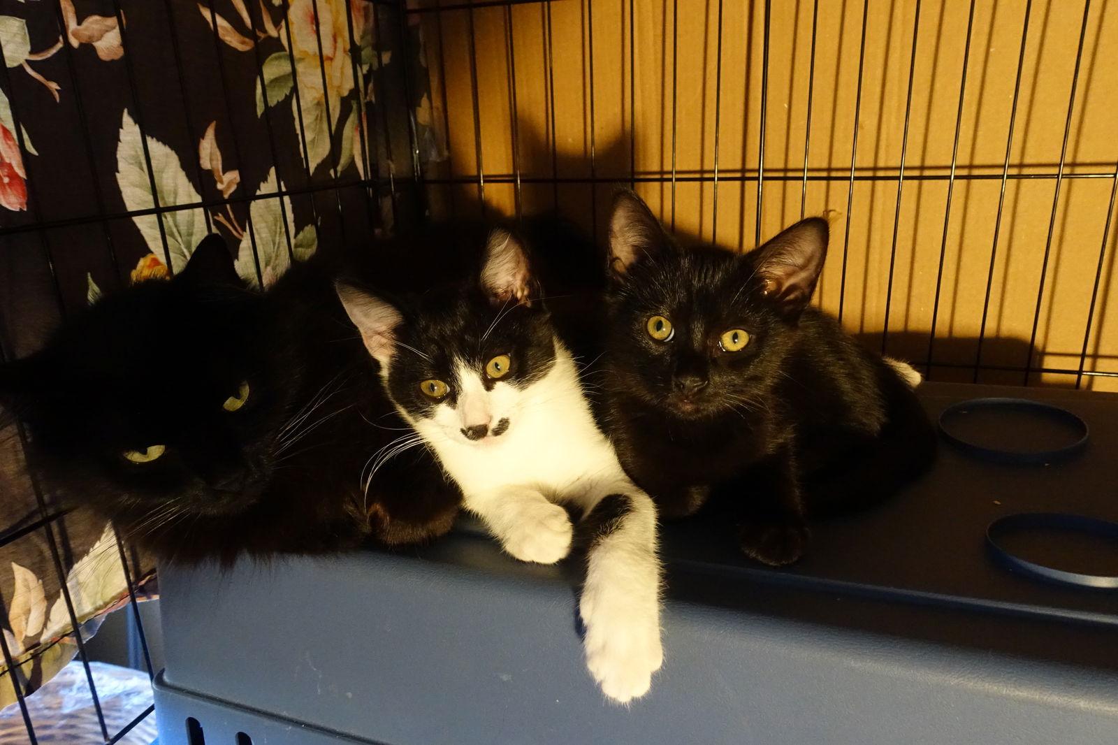 Adorable Kitten Family Ready For Adoption! — thumbnail 3