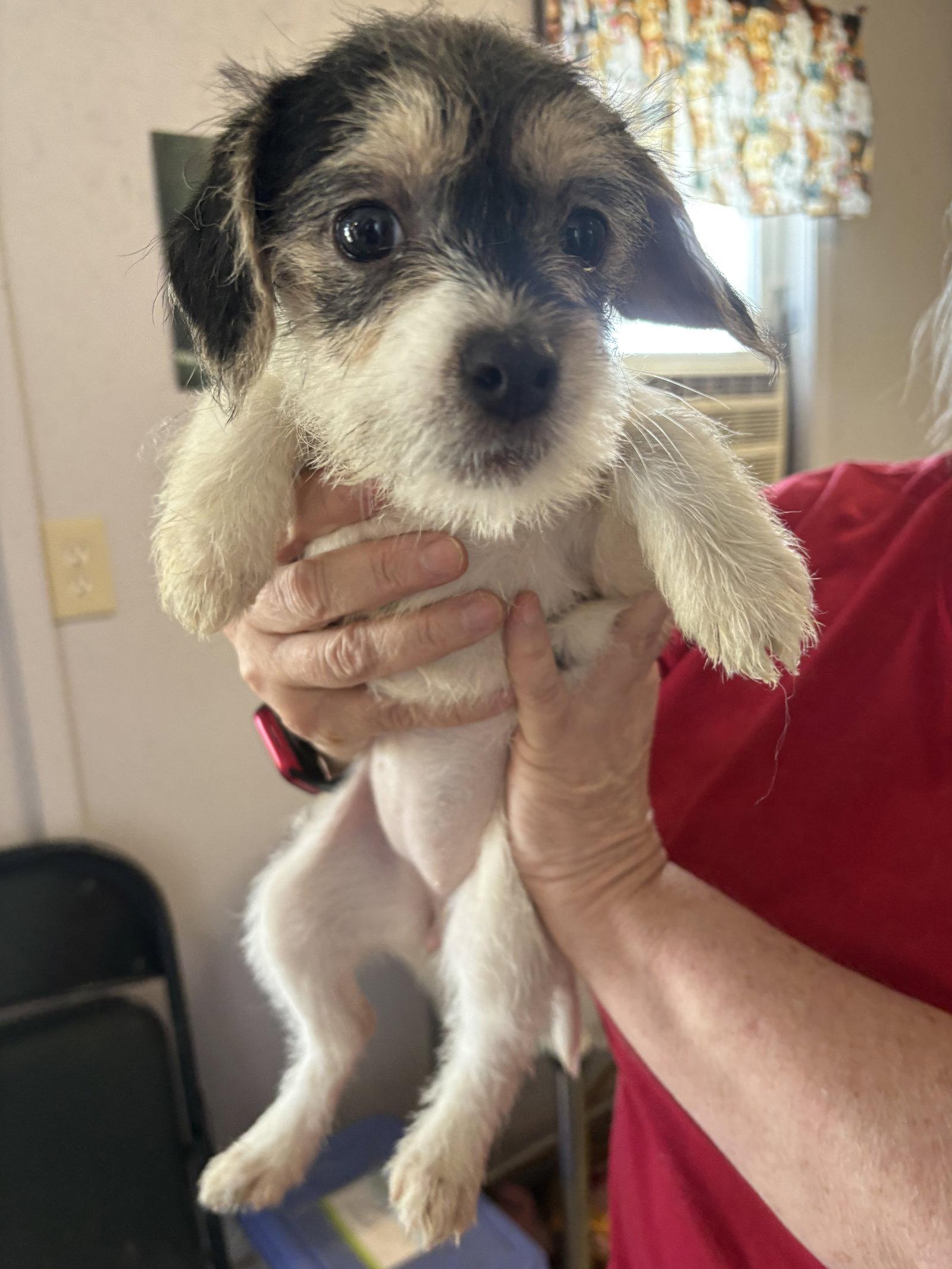 Gerty, Adopted, Young Female Terrier.