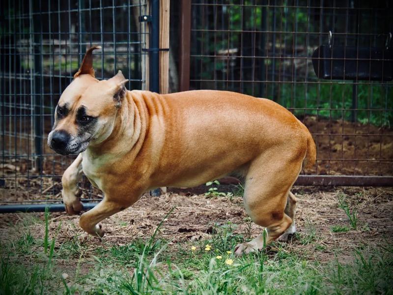 Enlarge Sheba, a Adoptable mixed breed in Houston, TX image 2/3