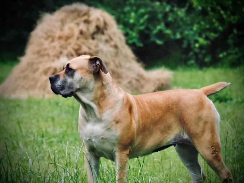 Sheba, Adoptable, Adult Female Boerboel & Mastiff.