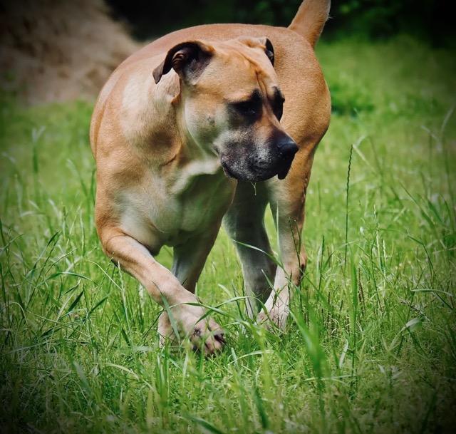 Enlarge Sheba, a Adoptable mixed breed in Houston, TX image 3/3