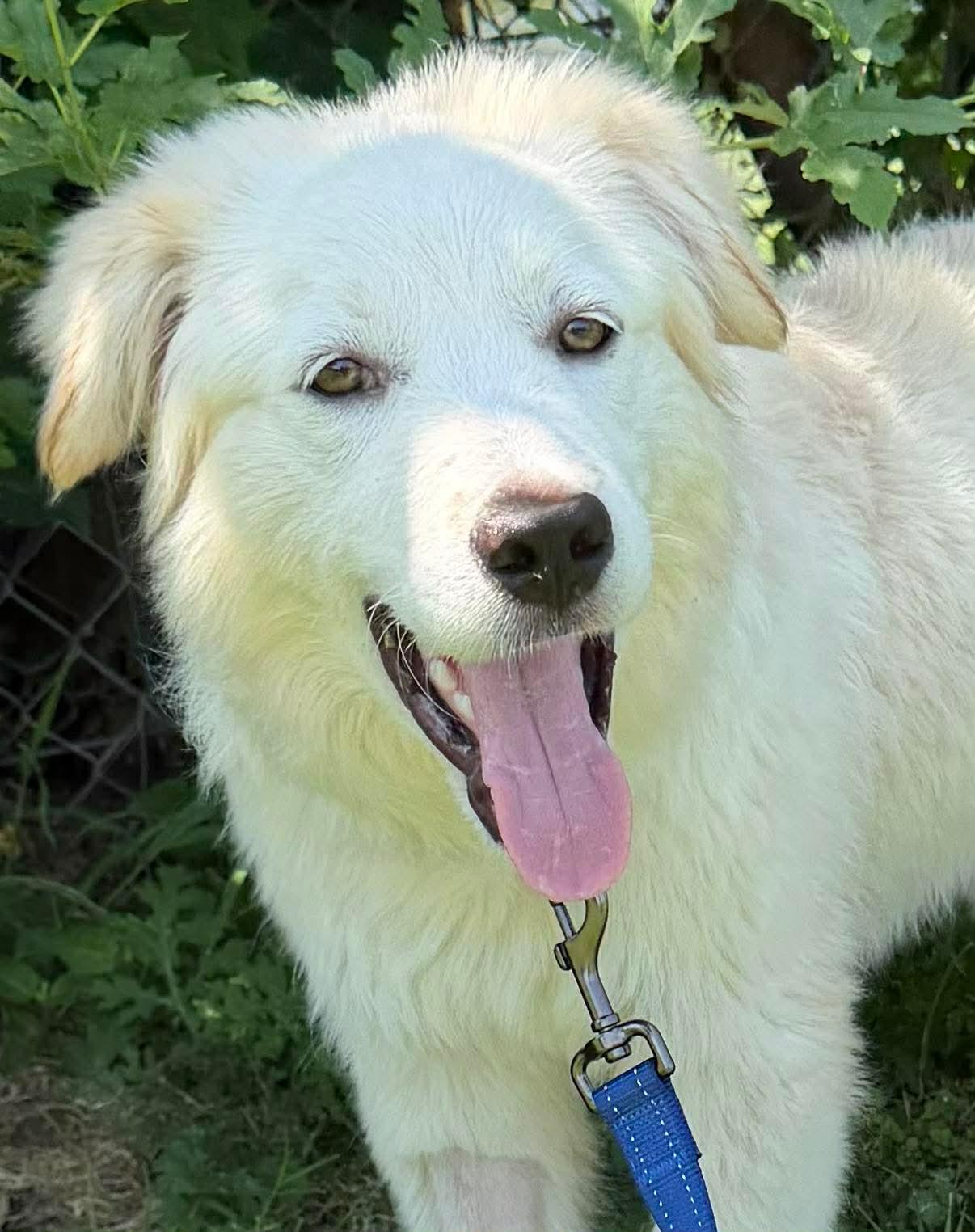 STARSKY 425, a ADOPTABLE mixed breed in Milwaukee, WI image 5/6