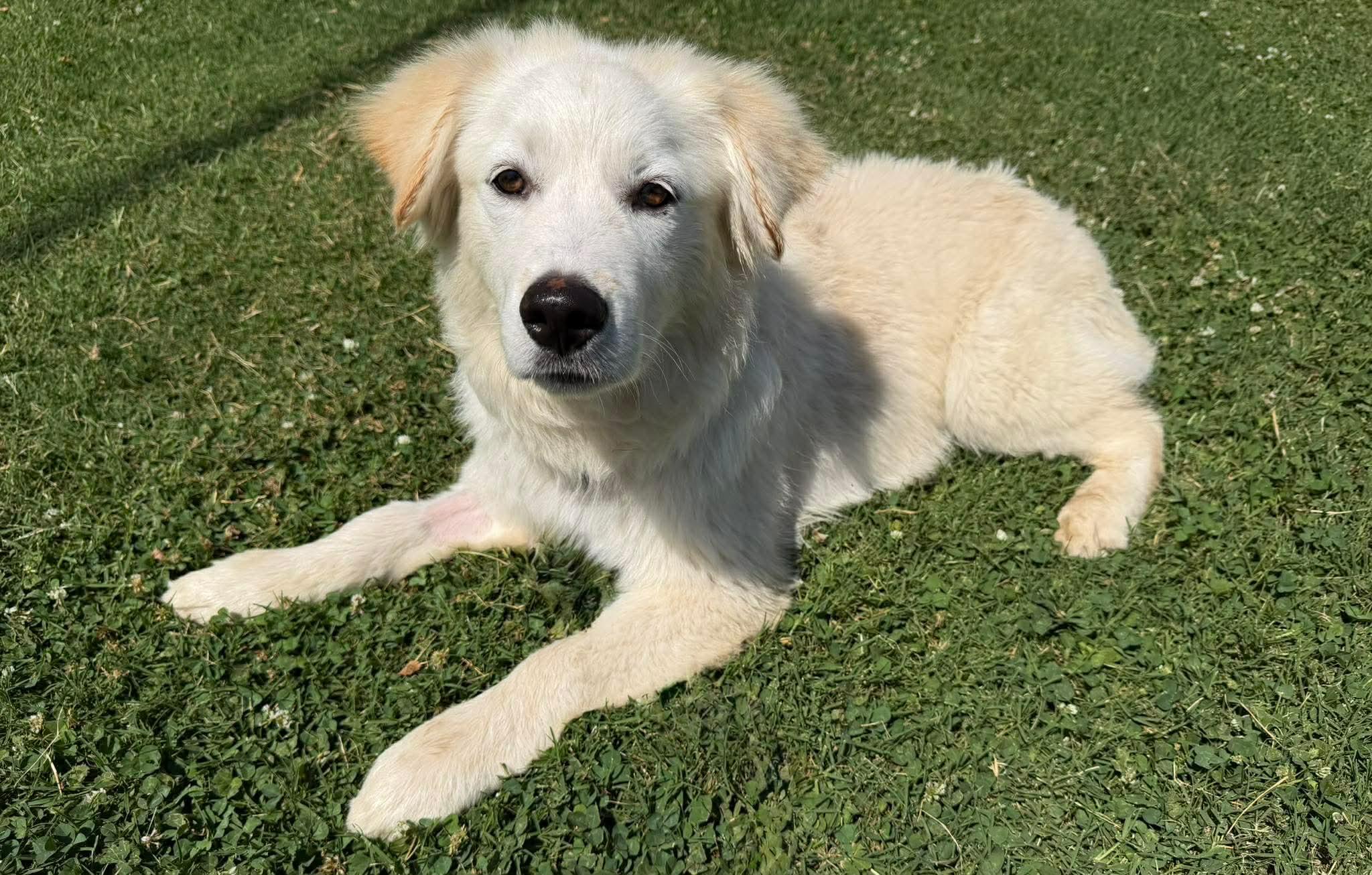 STARSKY 425, a ADOPTABLE mixed breed in Milwaukee, WI image 3/6