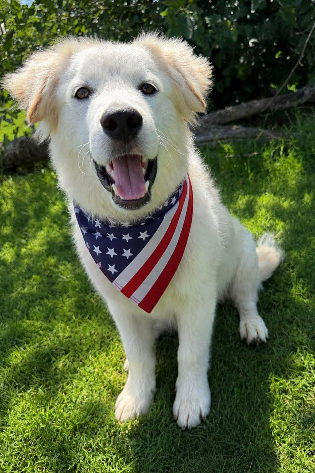 STARSKY 425, ADOPTABLE, Young Male Great Pyrenees.