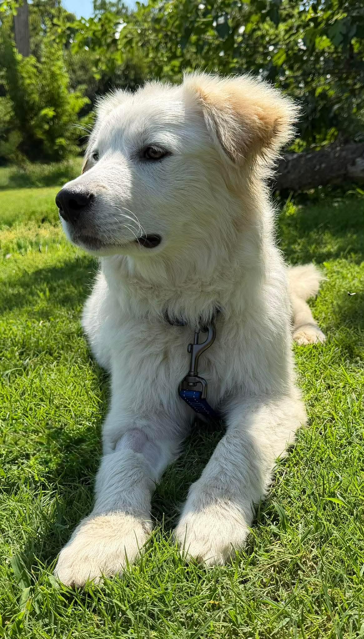 STARSKY 425, a ADOPTABLE mixed breed in Milwaukee, WI image 6/6