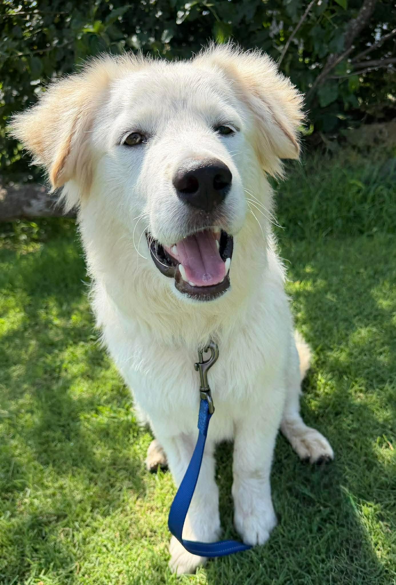 STARSKY 425, a ADOPTABLE mixed breed in Milwaukee, WI image 4/6