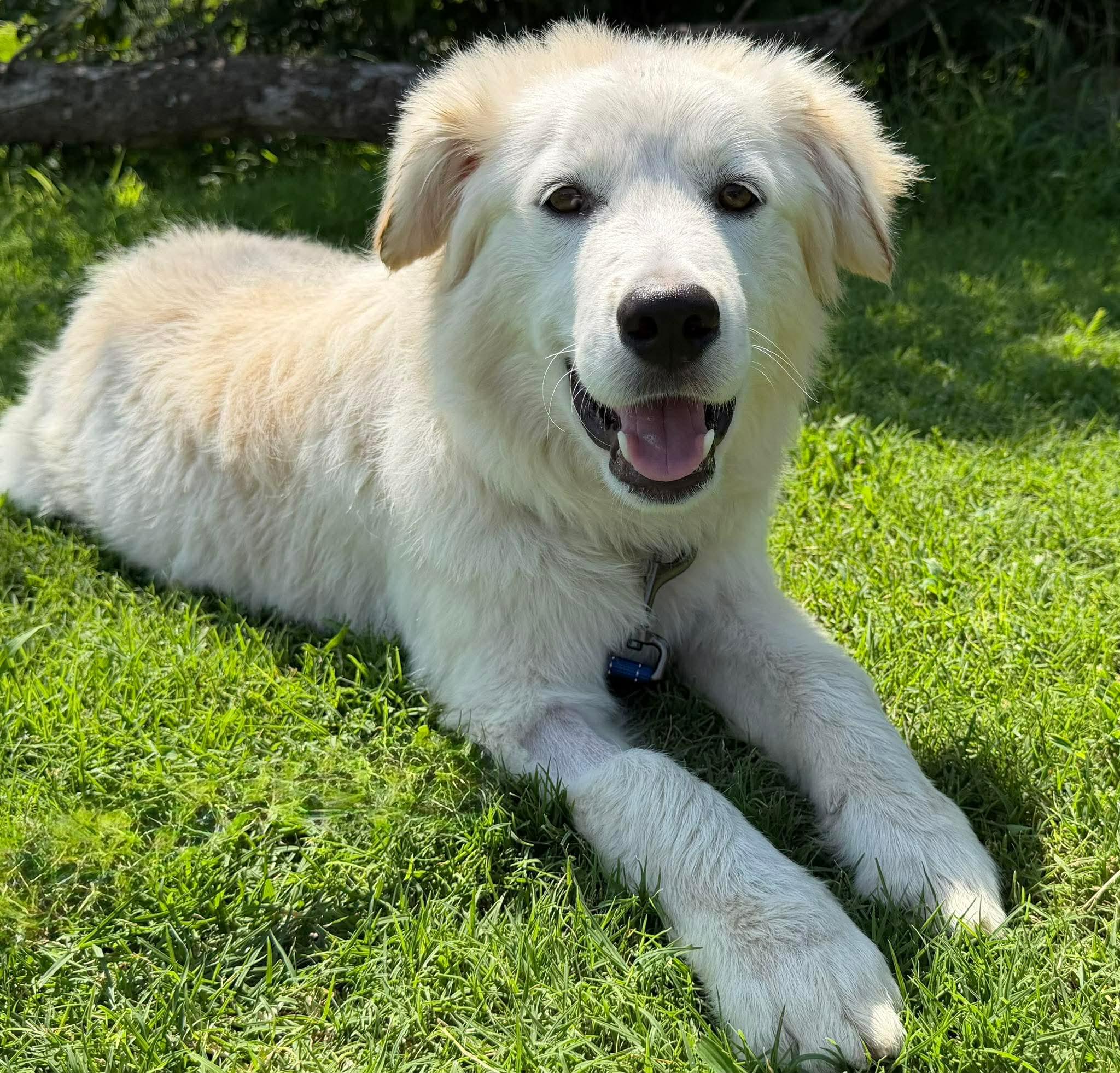 STARSKY 425, a ADOPTABLE mixed breed in Milwaukee, WI image 2/6