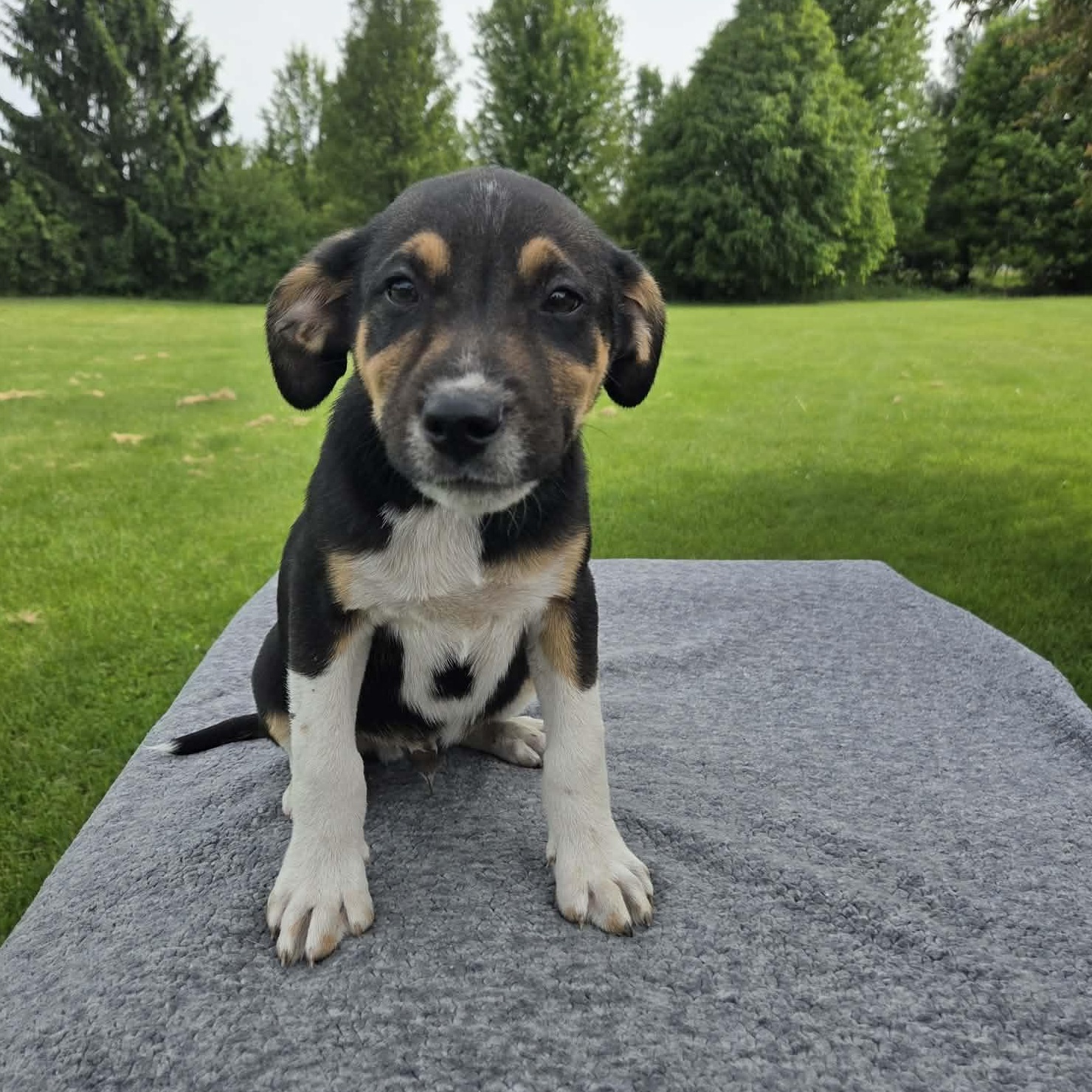 Enlarge Tetons, a Adoptable mixed breed in McHenry, IL image 1/1