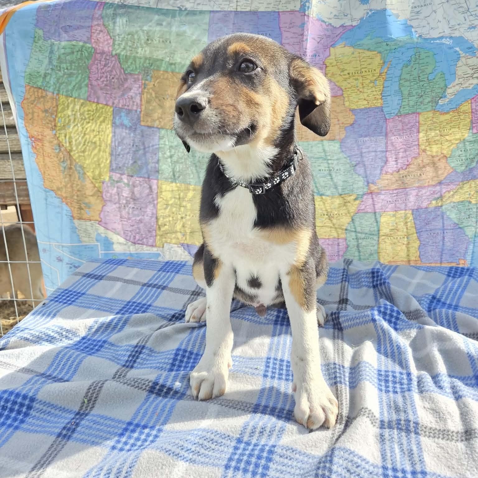 Tetons, Adoptable, Puppy Male Australian Shepherd.