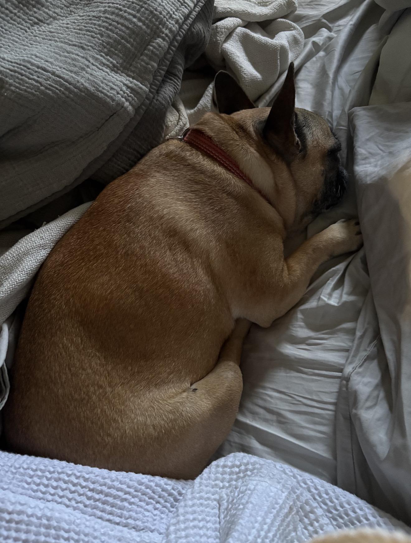 Enlarge Prudence, a Adoptable French Bulldog in Portland , OR image 3/6