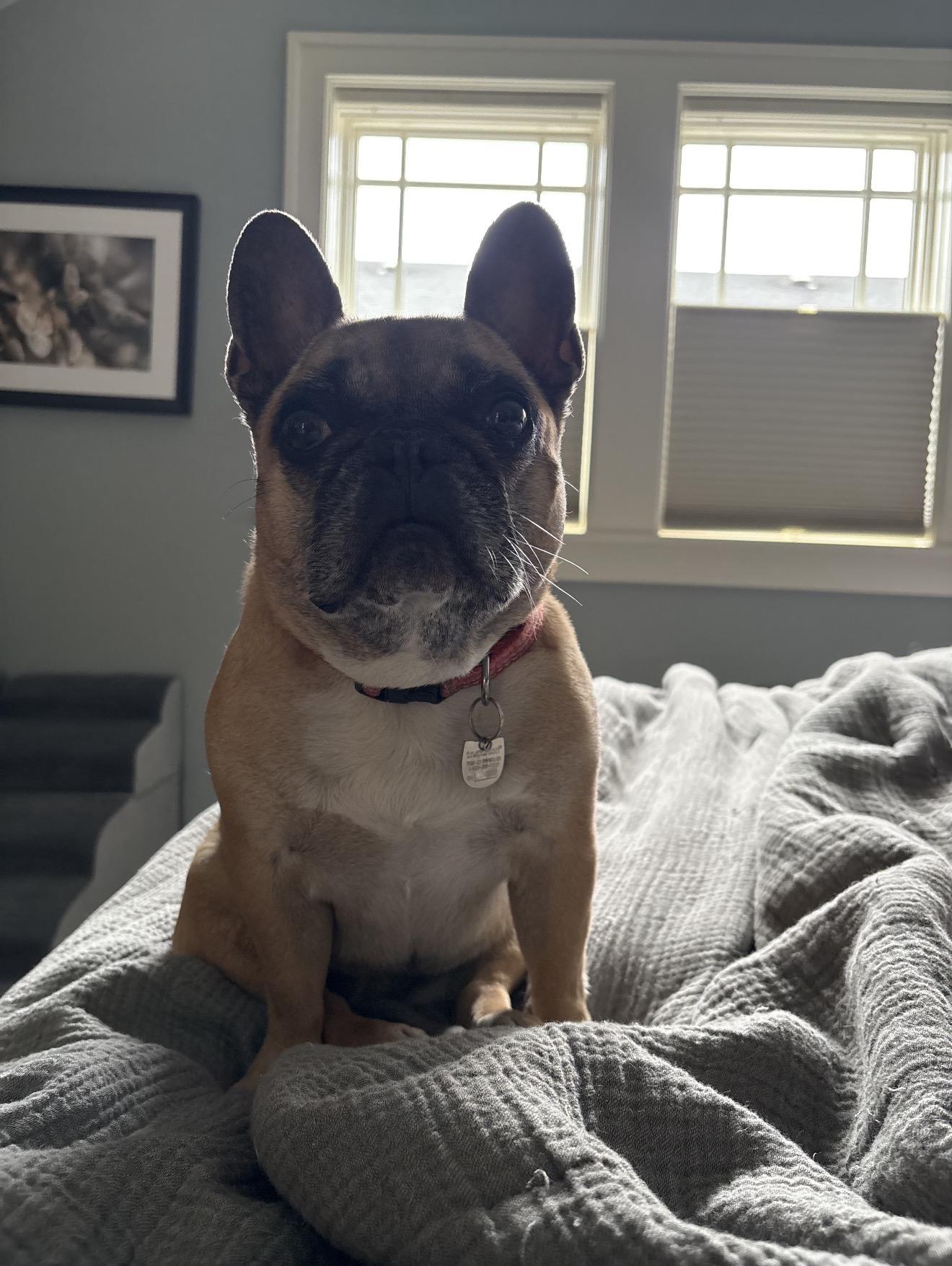 Prudence, Adoptable, Adult Female French Bulldog.