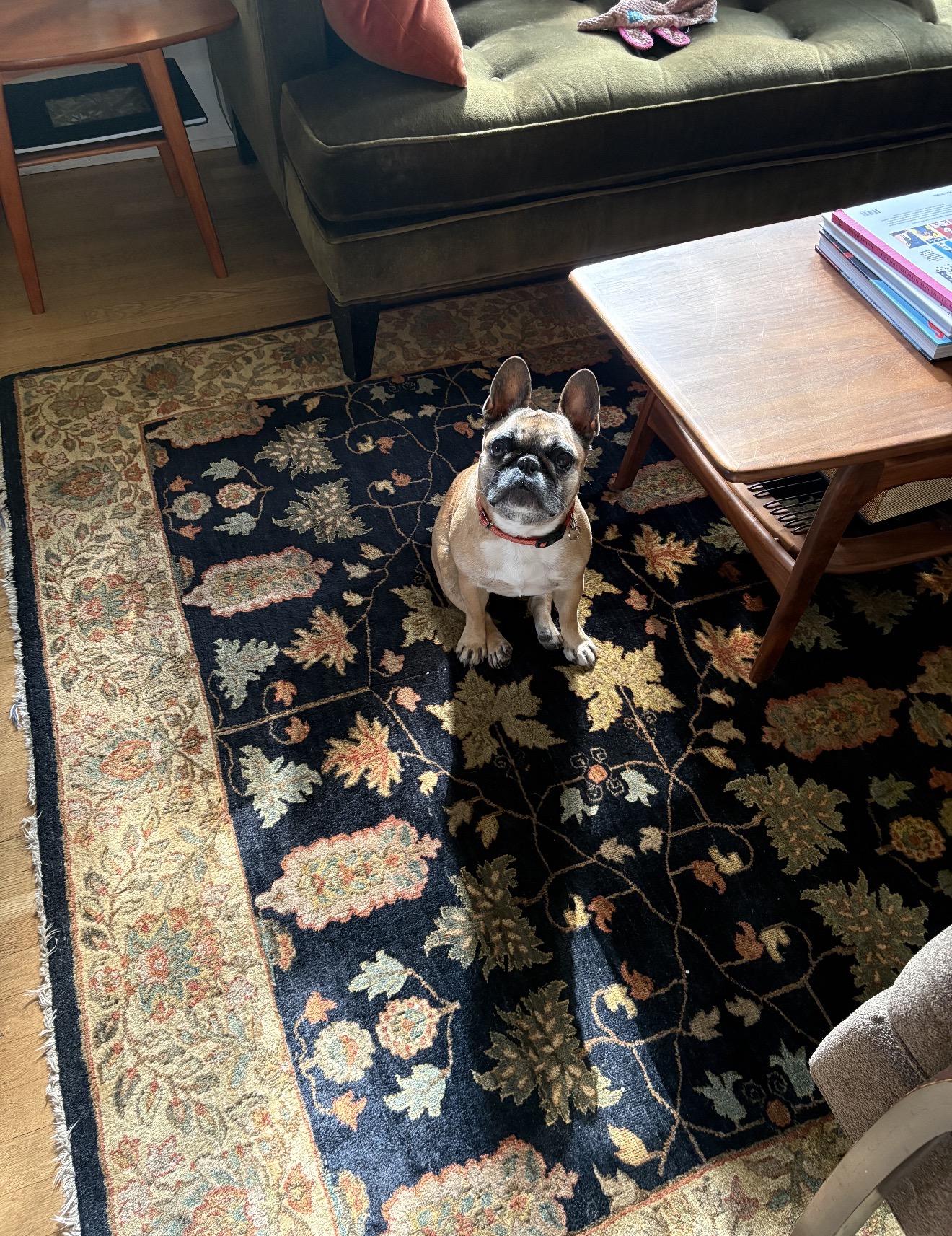 Enlarge Prudence, a Adoptable French Bulldog in Portland , OR image 6/6