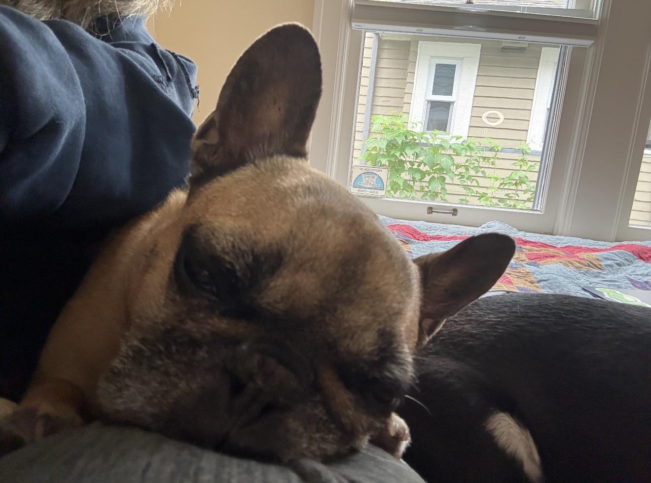 Enlarge Prudence, a Adoptable French Bulldog in Portland , OR image 5/6