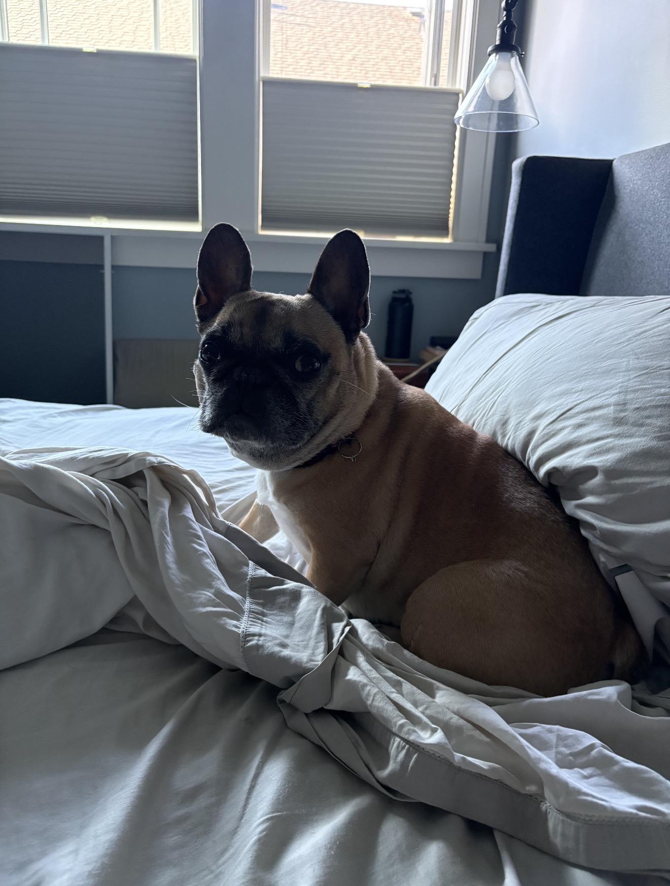 Enlarge Prudence, a Adoptable French Bulldog in Portland , OR image 4/6