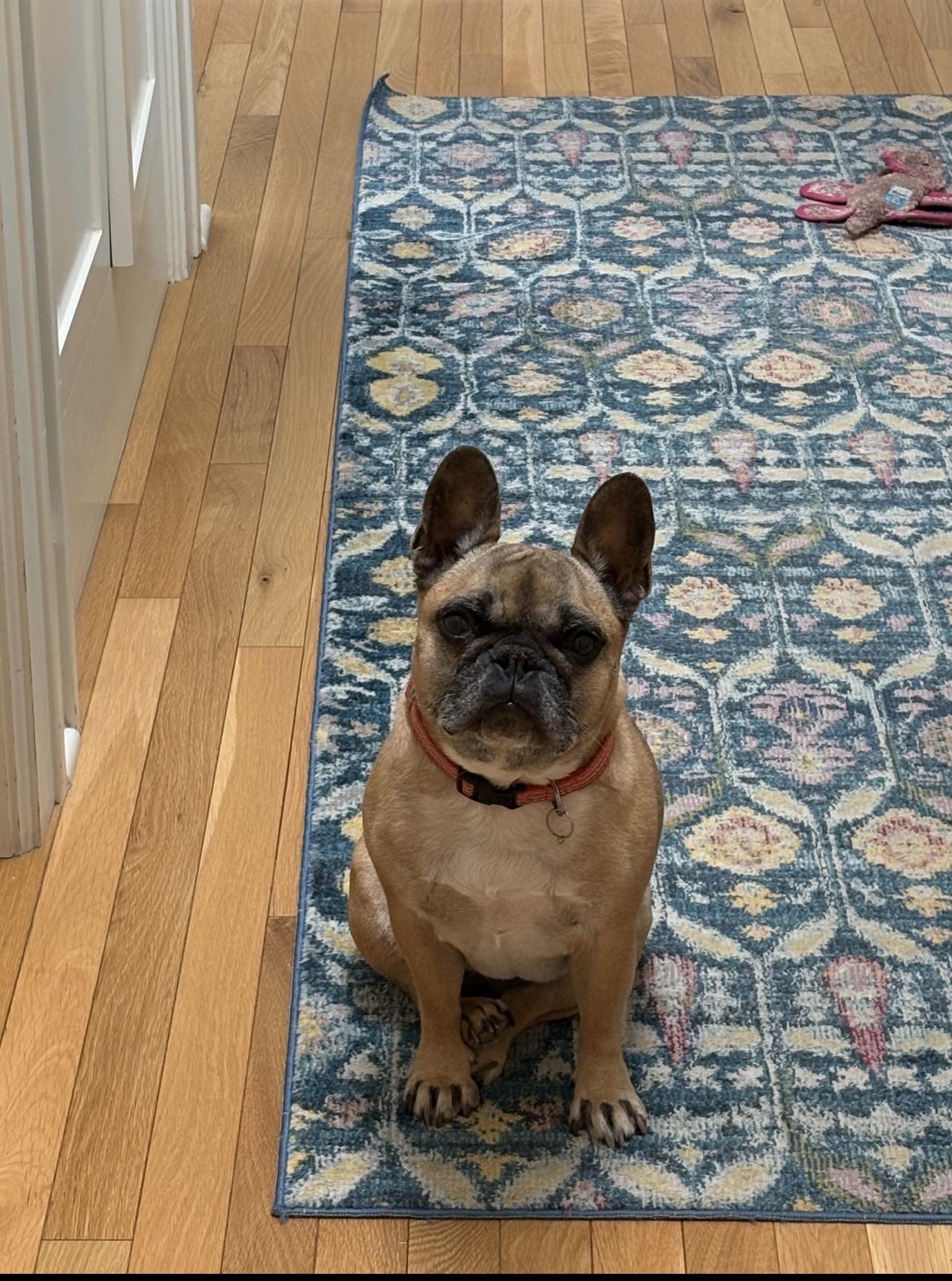 Enlarge Prudence, a Adoptable French Bulldog in Portland , OR image 2/6